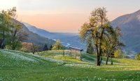 Travnik narcis na Rovtah.